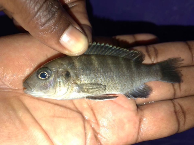 Gephyrochromis sp. 'sand' Londo
